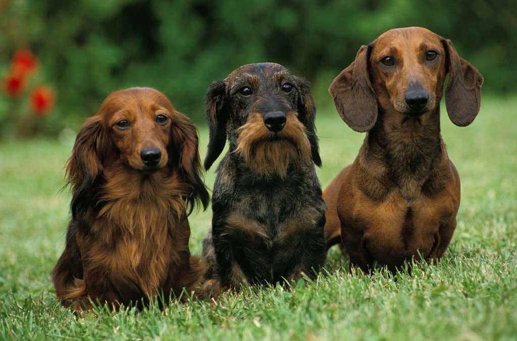 سه نوع سگ متفاوت از یک نژاد مشترک