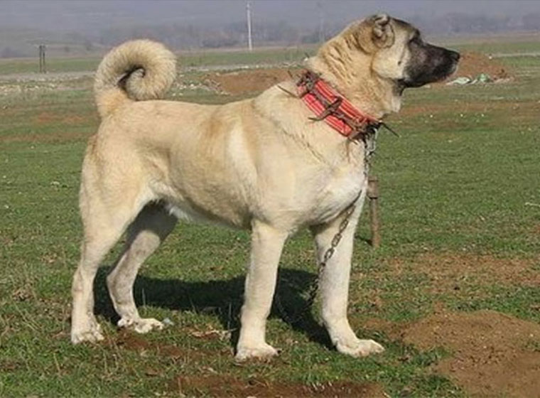 نژاد سگ سرابی