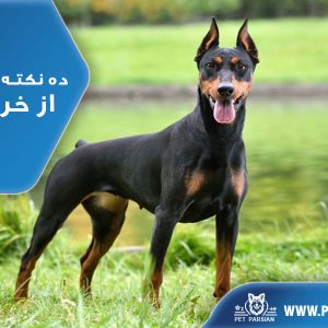 10 نکته مهم پیش از خرید سگ