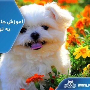 آموزش جای دستشویی به توله سگ (بیرون از خانه)