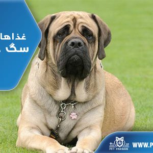 غذاهای ممنوعه سگ چیست؟