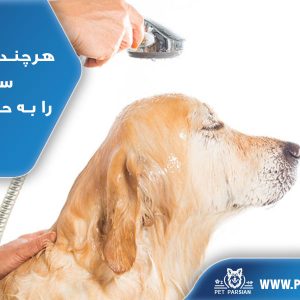 هر چند وقت یکبار سگها را به حمام ببریم؟