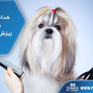 کدام نژاد از سگ ریزش مو ندارد