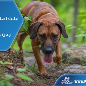 علت اصلی نفس نفس زدن در سگ ها