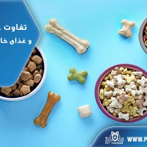 تفاوت غذای خشک و غذای خانگی برای سگ