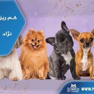 کم ریزش مو ترین نژاد های سگ