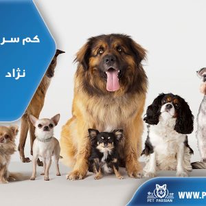 کم سر و صدا ترین نژاد های سگ