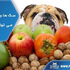 سگ ها چه میوه هایی می توانند بخورند