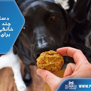 دستور تهیه چند تشویقی خانگی مناسب برای سگ ها