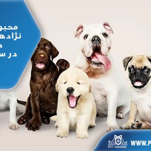 محبوب ترین نژادهای سگ دنیا در سال ۲۰۲۴