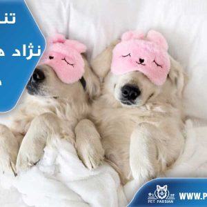 کم انرژی ترین و تنبل ترین نژادهای دنیای سگ ها