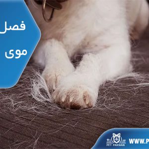 فصل ریزش موی سگ