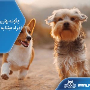 بهترین نژادهای سگ برای افراد مبتلا به آلرژی