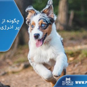 مراقبت از سگ پر انرژی