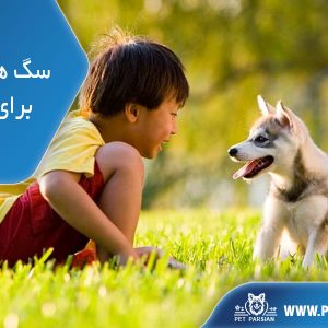 سگ های مناسب برای کودکان