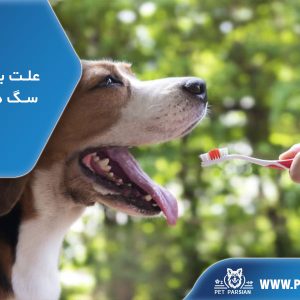 علت بوی بد دهان سگ ها و رفع آن