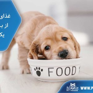 غذای توله سگ از بدو تولد تا یک سالگی