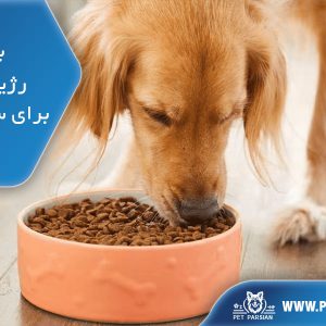 بهترین رژیم غذایی برای سگهای فعال