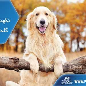 هزینه نگهداری سگ گلدن رتریور