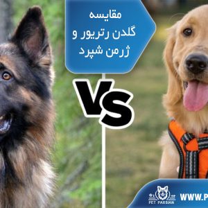 مقایسه گلدن رتریور و ژرمن شپرد