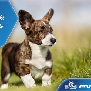 بهترین سن خرید سگ