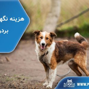 Border Collie costs of keeping