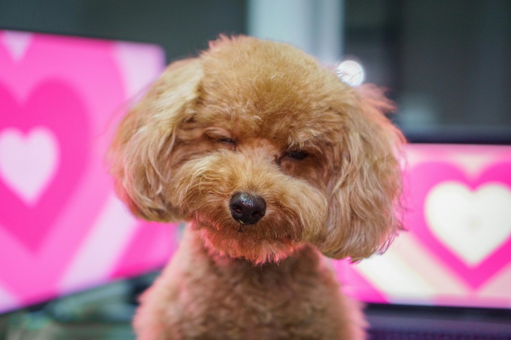 Toy Poodle