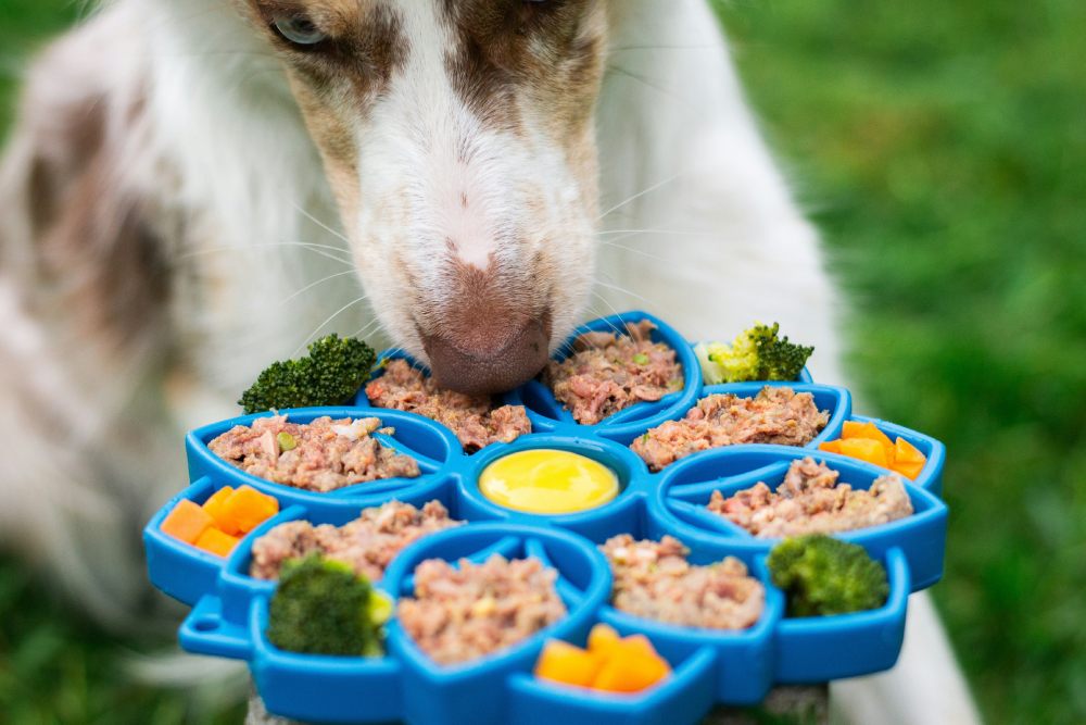 dog nutrition