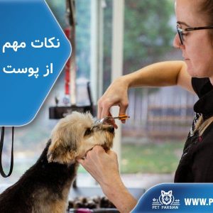 dog's skincare & haircut