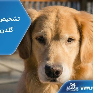 how find orginal Golden Retriever