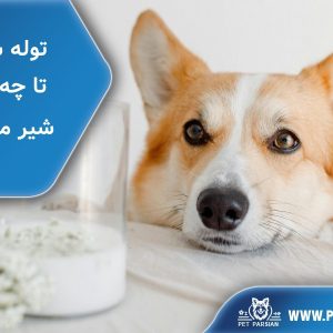 how long dog drink milk