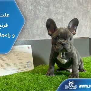 علت خرخر در فرنچ بولداگ و راههای کاهش آن