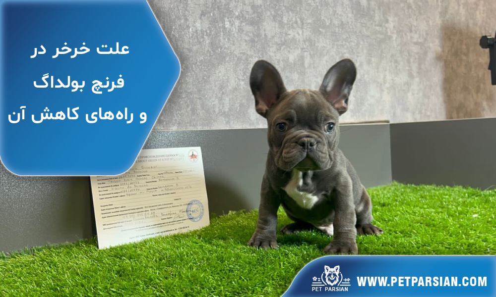 علت خرخر در فرنچ بولداگ و راه‌های کاهش آن