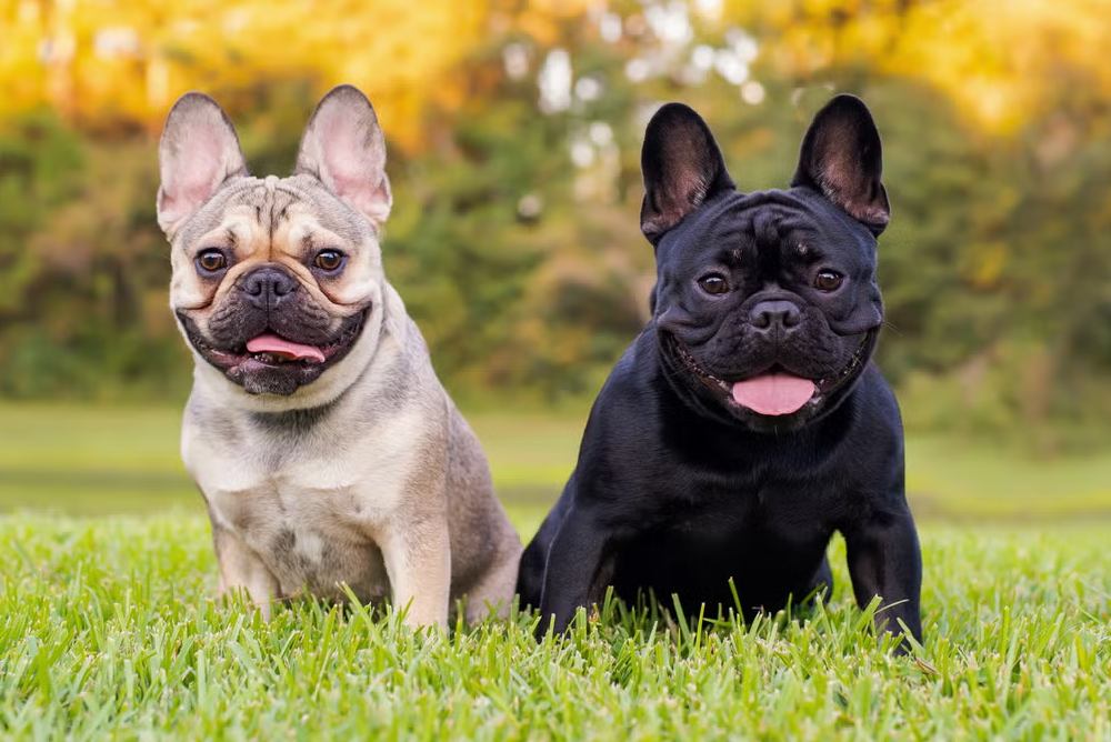 علت خرخر در فرنچ بولداگ