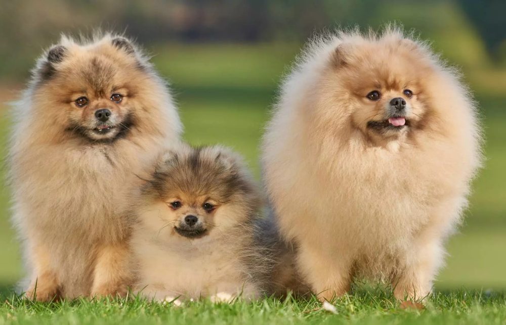 pomeranian t2