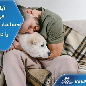 آیا سگها میتوانند احساسات صاحبشان را درک کنند؟
