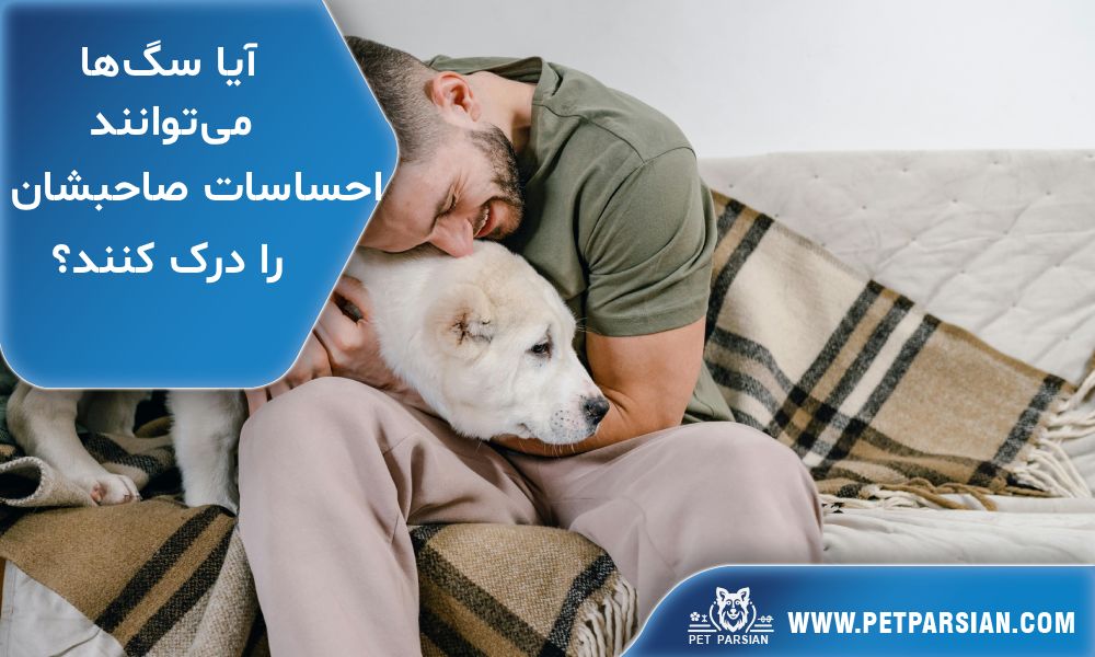 آیا سگ‌ها می‌توانند احساسات صاحبشان را درک کنند؟
