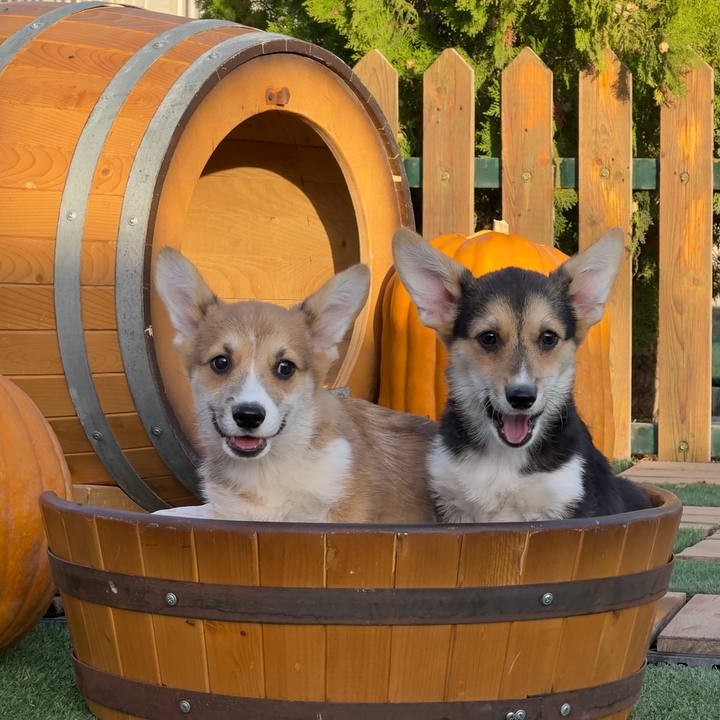 photo 2 2025 11 02 09 40 49