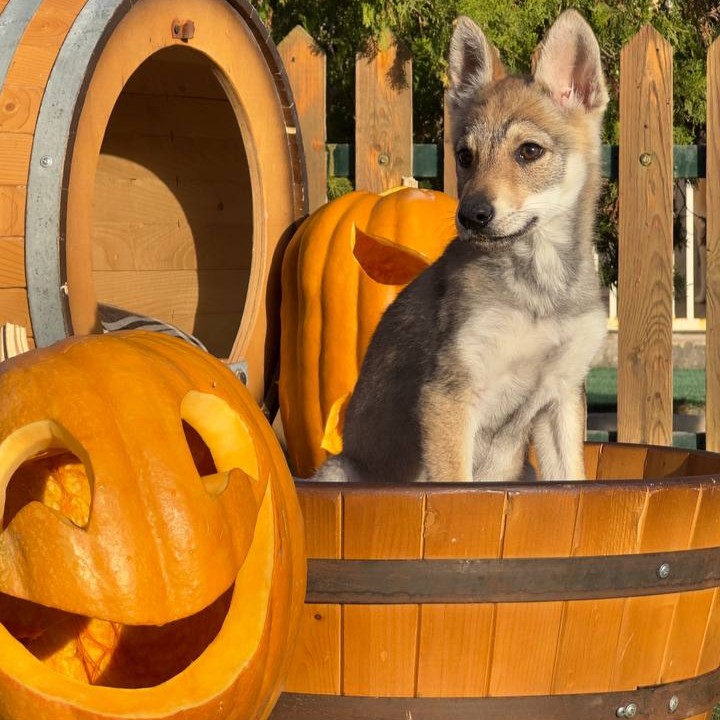 photo 7 2025 11 02 09 40 26