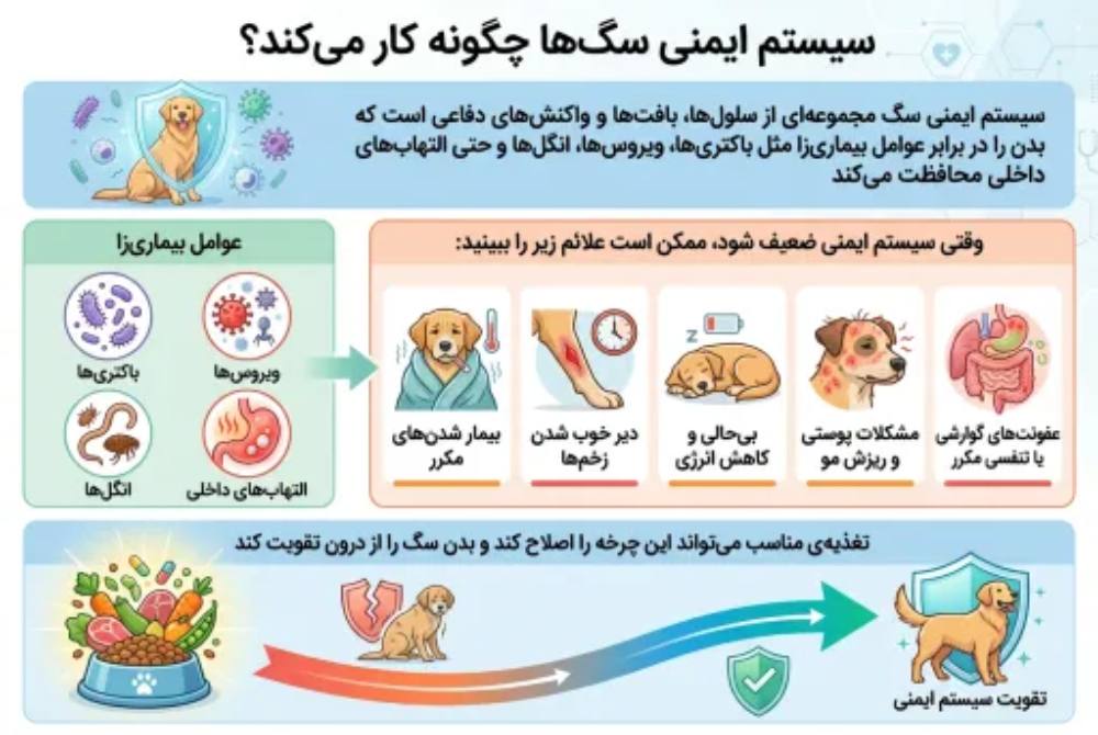 سیستم ایمنی سگ ها چگونه کار می کند؟